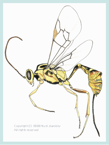 Pharetrophora curvata