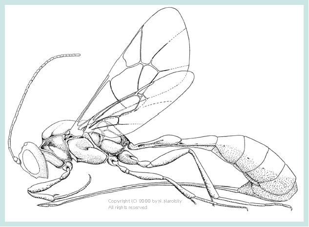 Nothocremastus tobiasi 