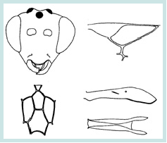 Noxocremastus curiosus
