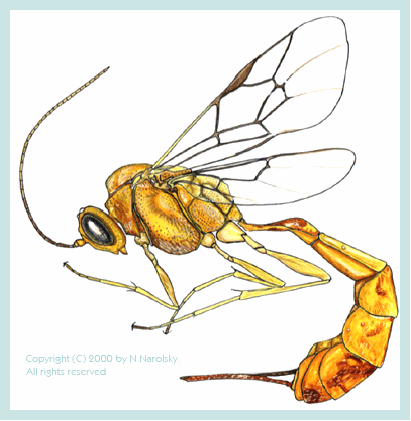 Eucremastus bimaculatus