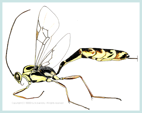 Pseudocremastus radialis